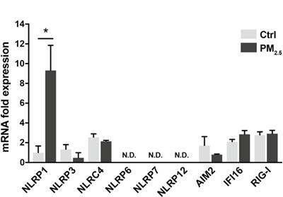 Benzo[a]pyrene induces NLRP1 expression and promotes prolonged inflammasome signaling